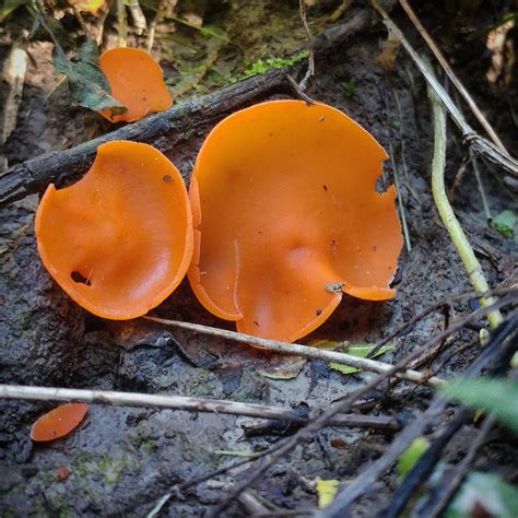 Aleuria Aurantia Orange Peel Fungus Rmycology