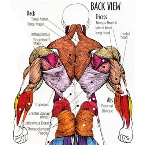 The muscles of the torso are interesting on many levels. What You Can't See In The Mirror Can Hurt You - 7 Most Common Back Workout Mistakes - XbodyConcepts