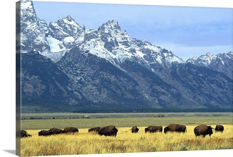 Bison And The Teton Range Grand Teton National Park Wyoming Usa Wall