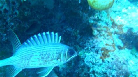 Squirrel Fish At Play Picture Of Deep Blue Scuba Diving