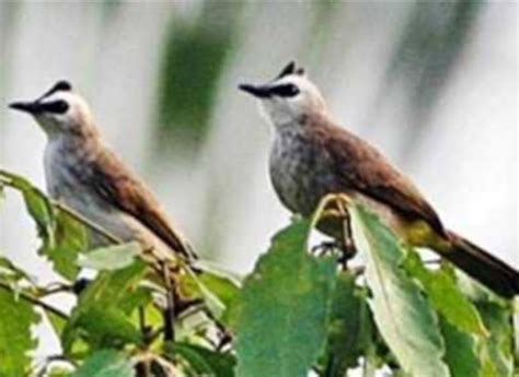 Burung ini memiliki beberapa vareasi bulu yang cantik dan siulan yang merdu. Cara Membedakan Burung Trucukan Jantan dan Betina Ombyokan - purwomp.com