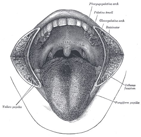 Anatomy Head And Neck Palatine Tonsil Faucial Tonsils Article