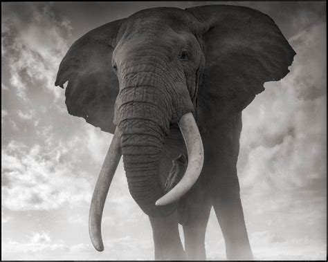 Elephant Against Sky Amboseli Nick Brandt Animal Photography