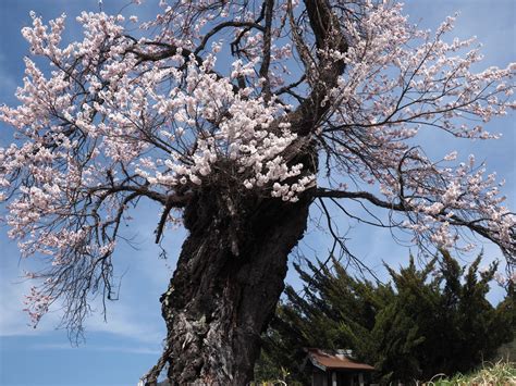 伊那谷の桜 名もなき一本桜 風を感じて ～デジカメ撮り歩き