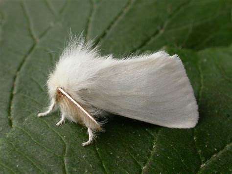http://www.naturespot.org.uk/species/brown-tail
