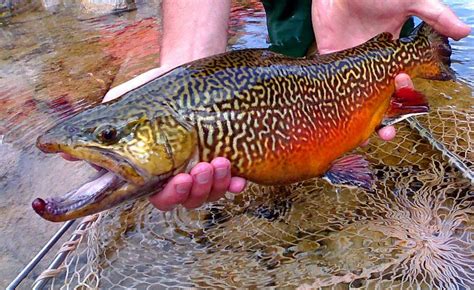 Tiger Trout Fish Cool Fish Freshwater Fish