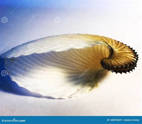 Argonaut Paper Nautilus Stock Image Image Of Octopus 140876829
