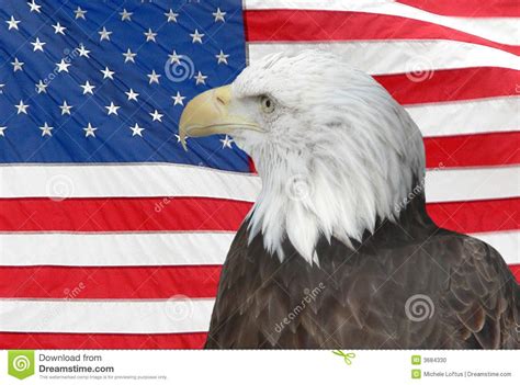Bald Eagle And American Flag Stock Photo Image Of Power