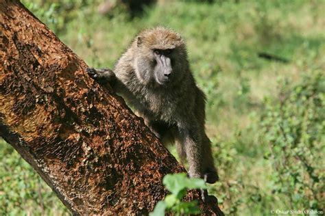 Savanna Baboon The Savanna Baboonyellow Baboon Inhabits S Flickr