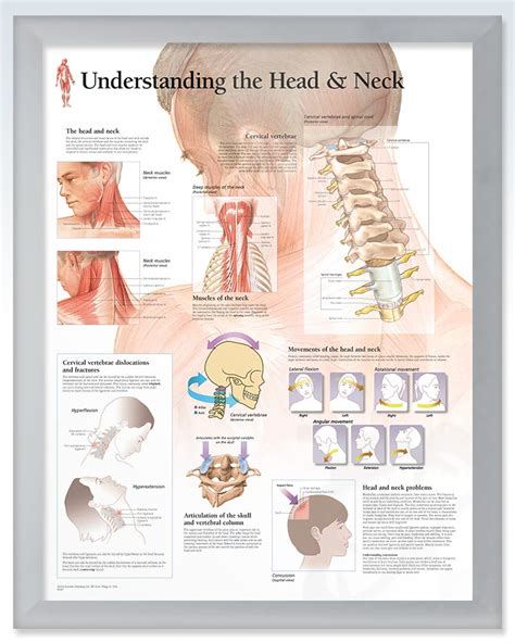 Head And Neck Exam Room Anatomy Poster Clinicalposters