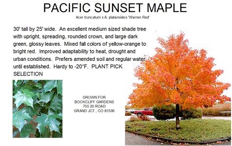 Maple Pacific Sunset