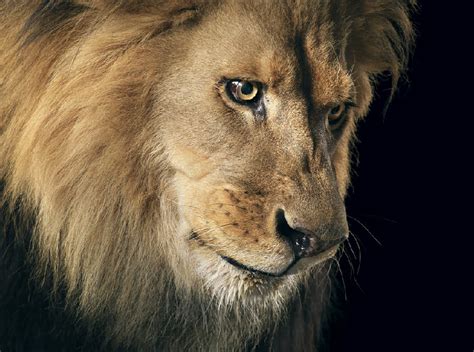 Tim Flach Photography With Amazing Creatures