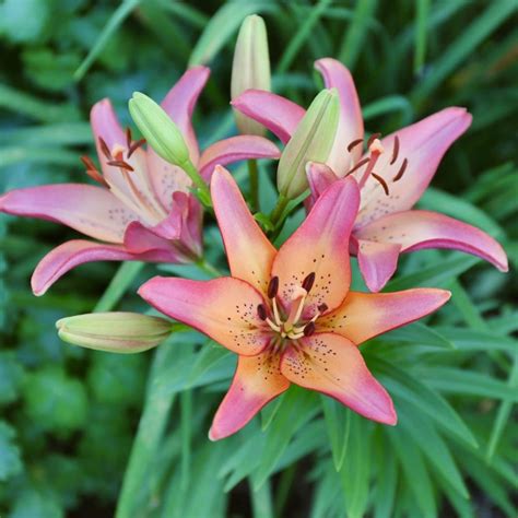 Lily Lonlorum Asiatic La Royal Sunset 5 Bulbs Longfield Gardens