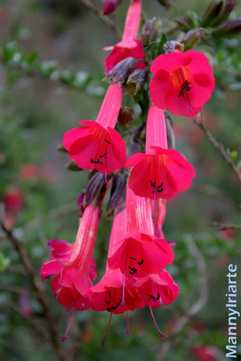 La Cantuta Quechua Qantu Cantua Buxifolia Red Plants Flowers