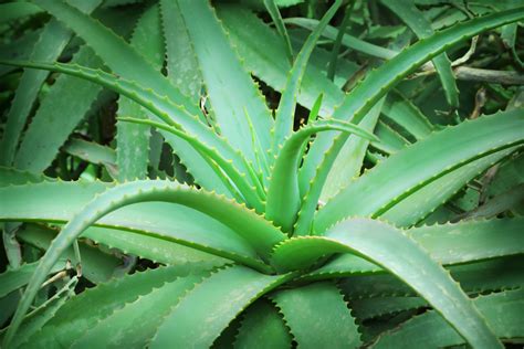 11 Amazing Benefits Of Aloe Vera