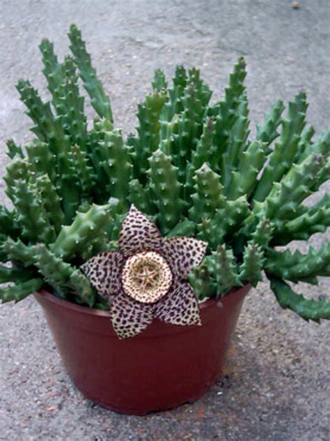 All the information and photos in cactus art file are now available also in the new the enciclopedia of cacti. Orbea variegata (Starfish Plant) | World of Succulents