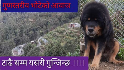 Guardian Dog Barking Soud Video Tibetan Mastiff In Nepal Angry