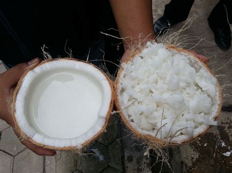 Cogent Network A New Project On The Genetics Of Kopyor Coconut