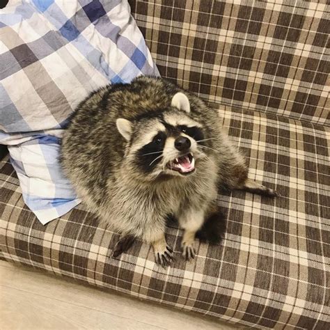 20 Chubby Raccoons Who Ate All The Foods Small Joys