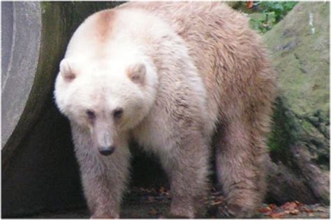 Starving Polar Bears Are Mating With Grizzlies And Creating Pizzly
