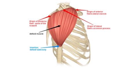 O Que é Deltoide Na Musculação