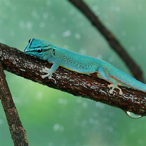 Electric Blue Gecko Singapore Zoo