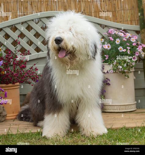 Old English Sheepdog Garden Hi Res Stock Photography And Images Alamy