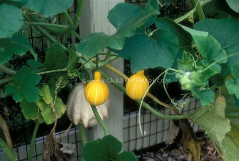 Two Kinds Of Gourds Growing On Trellis Plant And Flower Stock