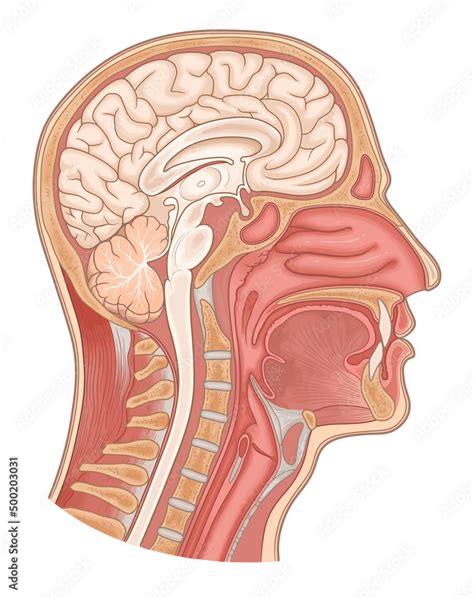 Sagittal Section Of Human Head And Neck Vector Medical Illustration