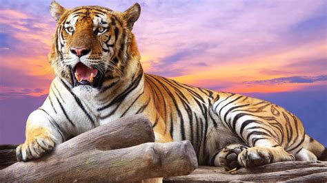 High Resolution Animals Wallpapers Top Free High Resolution Animals