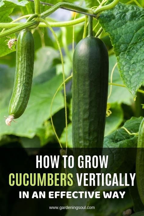 How To Grow Cucumbers Vertically In An Effective Way Growing Cucumbers Growing Cucumbers