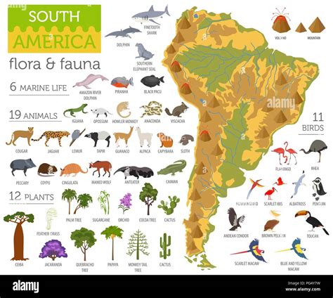 América Del Sur Mapa De Flora Y Fauna Elementos Planos Animales Aves