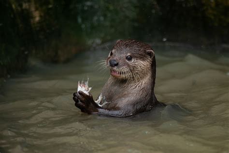 They have sensitive digital pads that help them feel under rocks or in murky water for food. Spot the difference: Asian small-clawed otter, sea otter ...