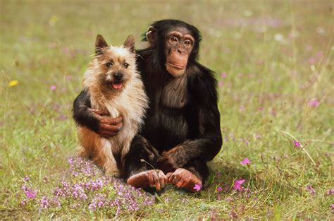 Unlikely Animal Friendships That Will Warm Your Heart