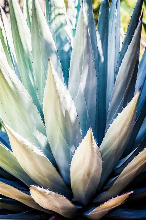 After investigating on line i learned that this is caused by a calcium deficiency most likely brought on by over fertilization. Pin by ~🌸Jackie🌸~ on Blue Agave in 2019 | Colorful ...