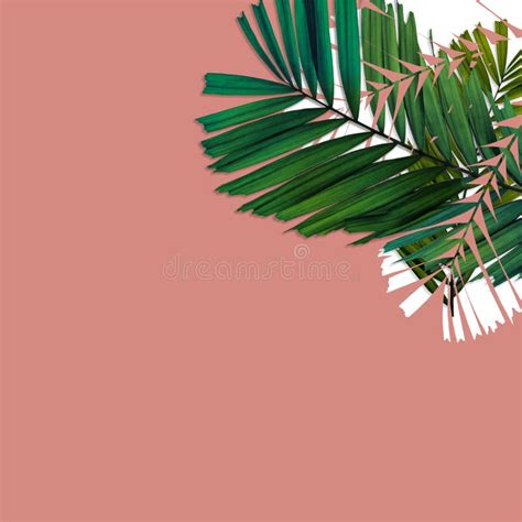 Green Palm Leaves Pattern For Nature Concepttropical Leaf On Pink