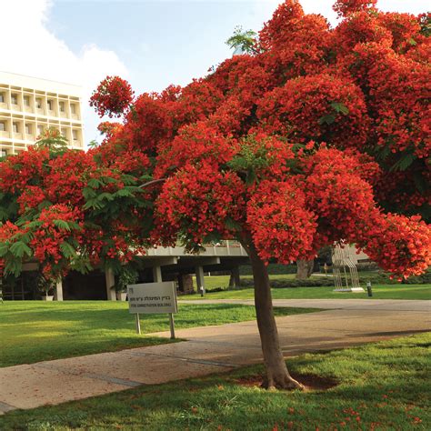 In many tropical parts of the world it is grown as an ornamental tree and in english it is given the name royal poinciana, flamboyant, flame of the forest, or flame tree (one of sev. Royal Poinciana One of the most beautiful trees in Israel ...