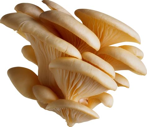 Mushroom Png Transparent Png Image Collection
