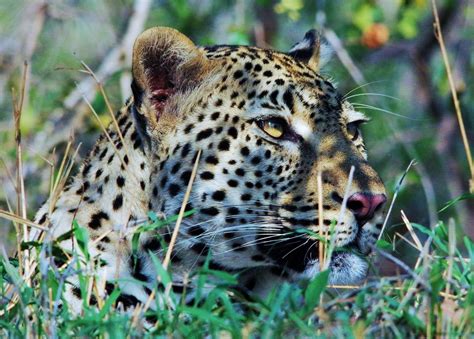 Leopard In Hiding