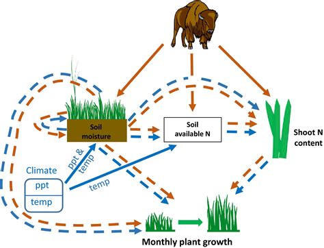 Manipulating The System How Large Herbivores Control Bottom‐up