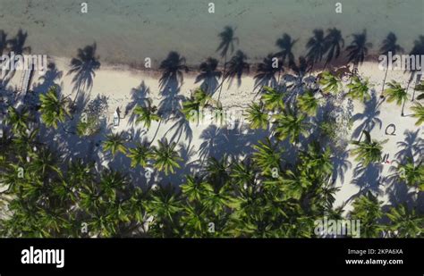 Palm Trees Casting Long Shadows On Tropical Beach Overhead Shot Stock