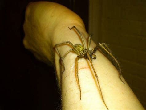 Your Photos Of Giant Spiders Spotted In North East Homes And Gardens Chronicle Live