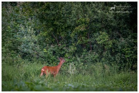 Recente Foto S Wildfotografie Nl Wildlife And Nature Photography