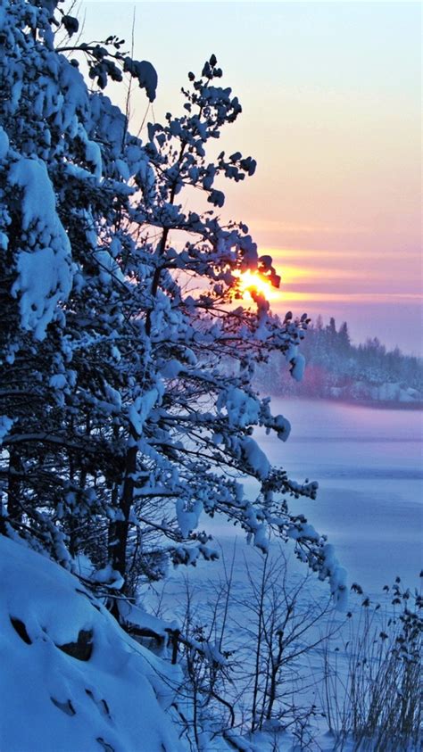 Winter Morning Snow Sunrise Trees 750x1334 Iphone 8766s Wallpaper