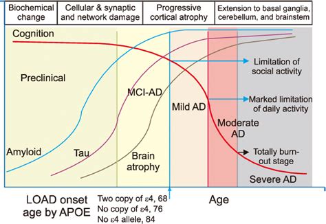 Stages Of Alzheimers Disease And Changes Of Biomarker As Cognition