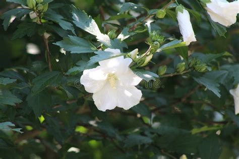 White Blooming Flower On A Large Rose Of Sharon Stock Image Image Of