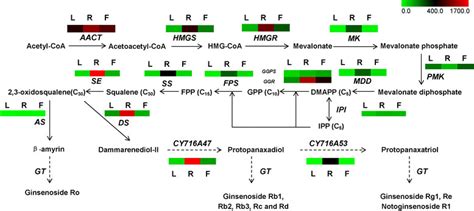Putative Ginsenoside Biosynthesis In P Notoginseng Enzymes Found In Download Scientific