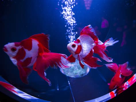 The Goldfish Tariff Fancy Pet Fish Among The Stranger Casualties Of