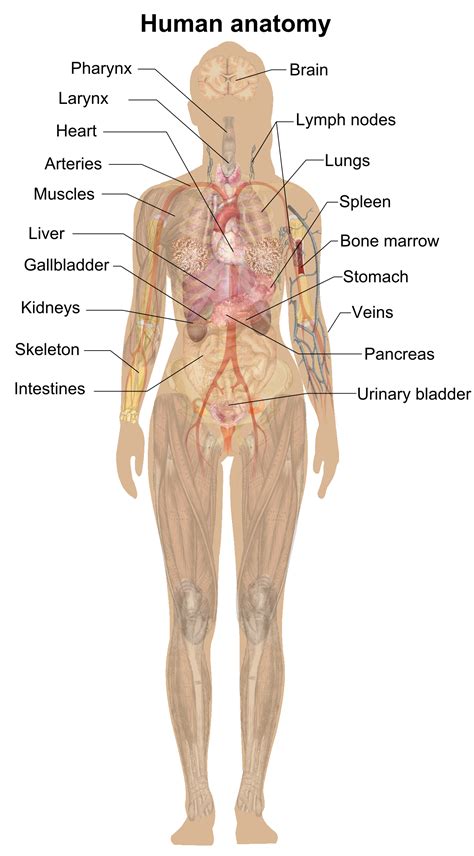 Human Body Organ Diagram Anatomy Png Clipart Anatomy Chart Diagram
