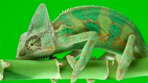 How Do Chameleons Change Color Kidpid